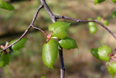 Tilia mongolica - lípa mongolská - list jaro
